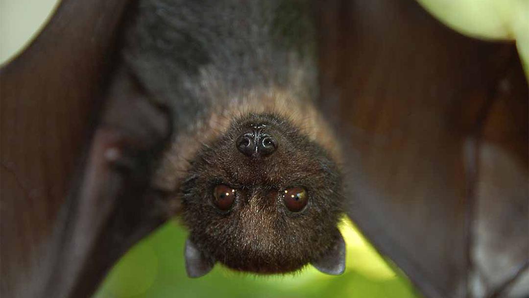 Acoustic Monitors Track Return Of Bats In Chicago Chicago News WTTW   USFWS Bat CROP 